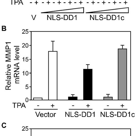 A Hek293 Cells Were Cotransfected With A Gal Luc Reporter Construct