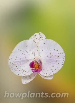 Moth Orchids Phalaenopsis Amabilis Plant Best Care Guide