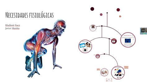 Necesidades Fisiologicas By Elid Bladimir Baez Lizarazo On Prezi