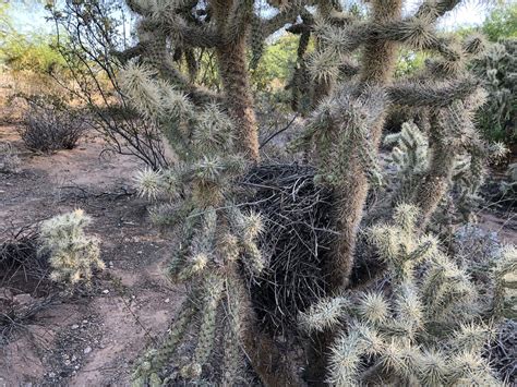 Jumping Cactus - Plant Life in a Desert