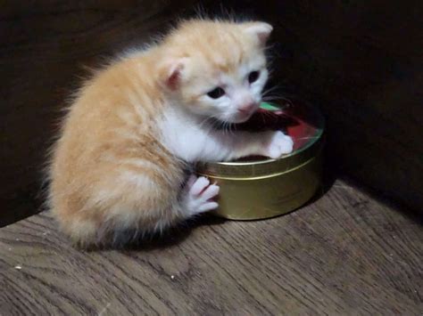 ᘇᘏᗢ Cawocatto on Twitter: "have u guys seen my new kitten uwu"