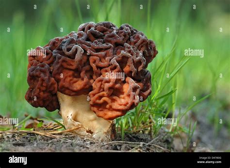 False Morel, Brain Mushroom, Edible Gyromitra (Gyromitra esculenta). Fruit body in grass Stock ...