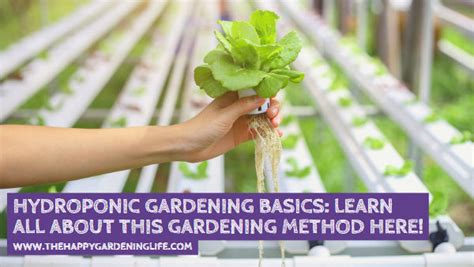 Hydroponic Gardening Basics: Learn All About This Gardening Method Her – The Happy Gardening Life