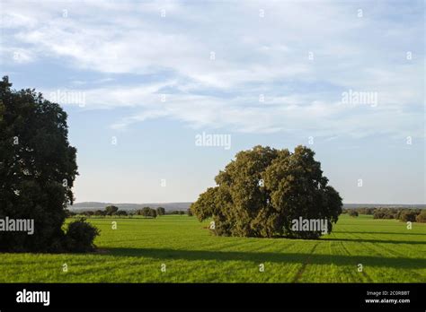 Green meadow landscape Stock Photo - Alamy
