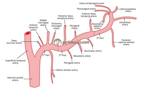 Vascular Supply And Innervation Of Gingiva Periobasics