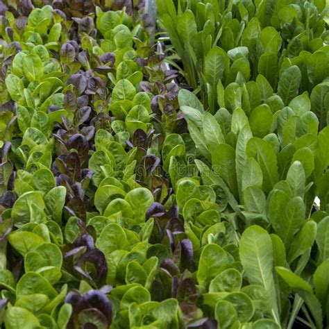 Green And Red Lettuce Seedlings Spring Cultivation Stock Image Image