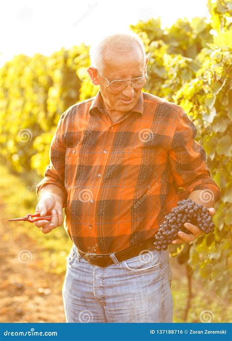 Hombre Mayor Que Examina Las Uvas En El Viñedo Foto de archivo Imagen