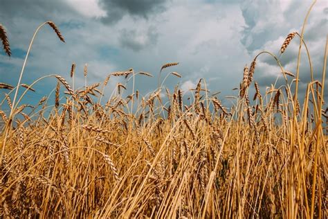 Premium Photo Field Of Ripe Golden Wheat Against A Cloudy Sky