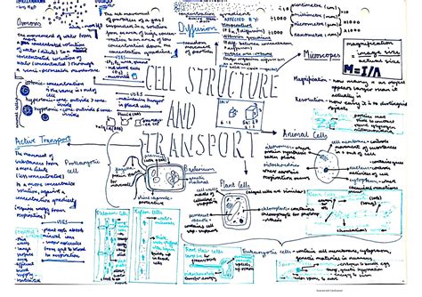 SOLUTION GCSE Biology Mindmaps All Topics Studypool