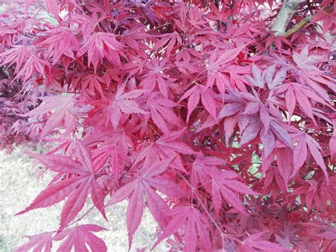 Acero Rosso Palmatum Nigrum Dissectum Vaso 33 Vivai Podavini Giuseppe