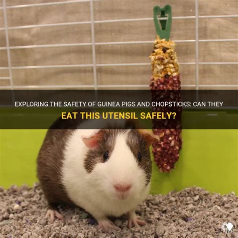 Exploring The Safety Of Guinea Pigs And Chopsticks Can They Eat This