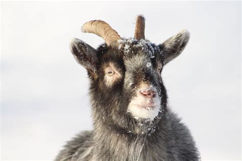 Scotland Mountain Goat Portrait