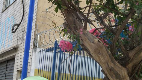 Sombra Das Bibliotecas Em Flor Lindo Arbusto Flores Cor De Rosa