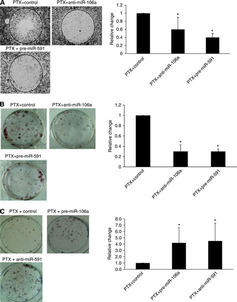 Cell Migration And Colony Forming Assay A Cell Migration Across Download Scientific Diagram