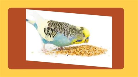 Breeding Parakeets? Step-By-Step Guide And Answers