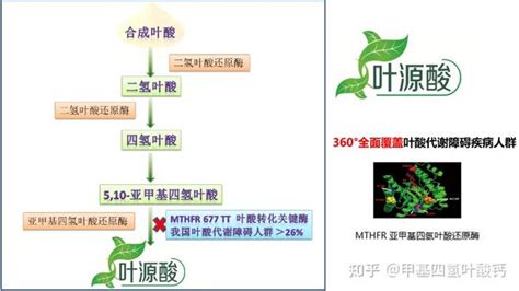 6s 5甲基四氢叶酸钙—活性叶酸的最高形式 知乎