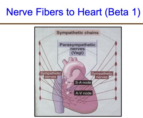 Cardiac Pharmacology Flashcards Quizlet