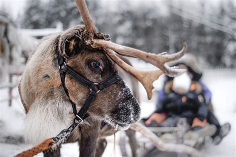 Premium Husky Reindeer Safari Combo With Lunch Rovaniemi