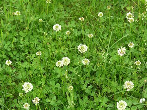 Trébol rastrero blanco holandés descripción caracterización