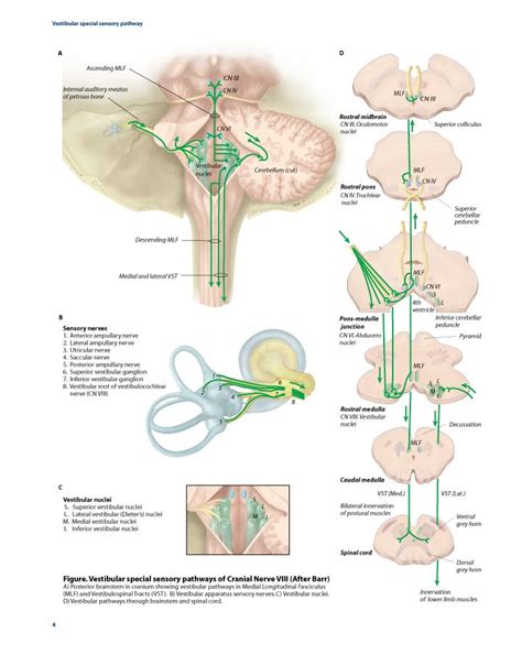 an image of the anatomy of the head and neck with different parts ...