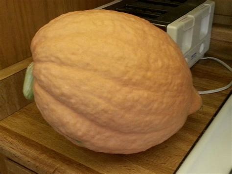 Todays Harvest Hubbard Squash Weighing In At 15lbs Vegetables