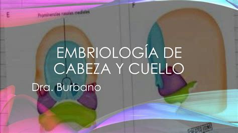 SOLUTION Embriolog A De Cabeza Y Cuello Studypool