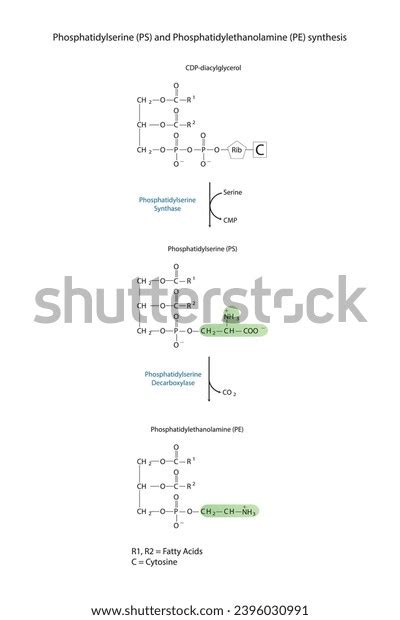 Schematic Molcular Diagram Phosphatidylserine Phosphatidylethanolamine ...