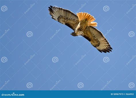 Red Tail Hawk Hunting On The Wing Stock Image Image Of Raptor