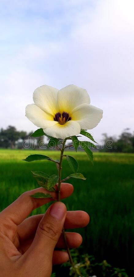 Beautiful Turnera Subulata Or White Buttercup Flower Plant Are Blooming