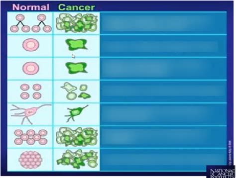 Cancer Cells Vs Normal Cells Diagram Quizlet