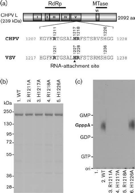 The Hr Motif Is Essential For The Prntase Activity Of The Chpv L