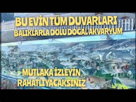 Bu Ev N T M Duvarlari Do Al Akvaryum E Me Balikli K K Youtube