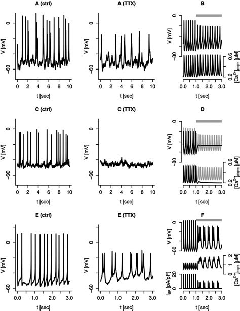 Tetrodotoxin (TTX, 0.1 m g/ml) has different effects on electrical ...