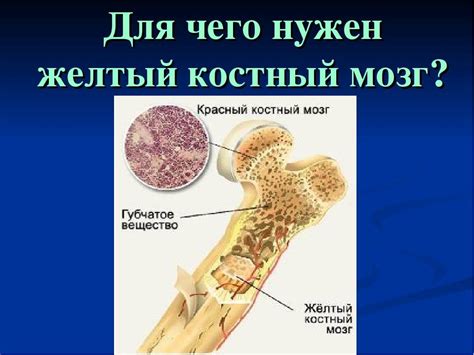Костный мозг: какие функции выполняет, где находится и как выглядит ...