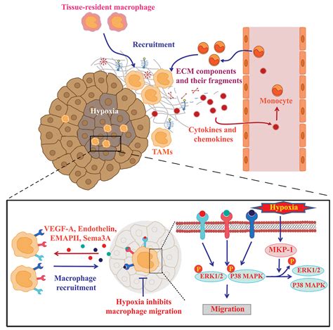 Cancers Free Full Text Tumor Associated Macrophages As Major