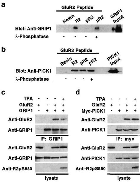 Pkc Phosphorylates Serine Of Glur In Vitro And In Vivo A