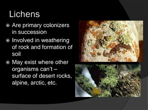 Solution Lichen Structure Final Studypool