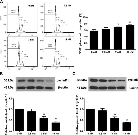 Triptolide Induces Cell Cycle Arrest Of MC3T3E1 Cells A Cells Were