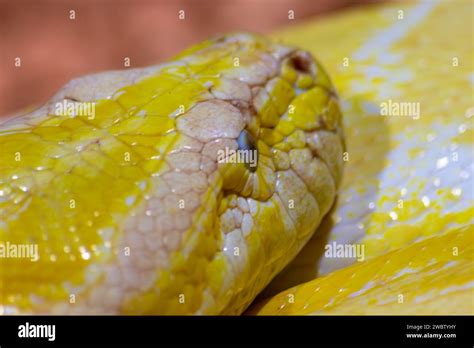 Python Molurus Bivittatus Golden Yellow Snake Head Detail Stock Photo