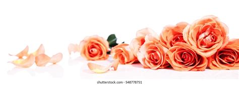 Rose Header Images Stock Photos And Vectors Shutterstock