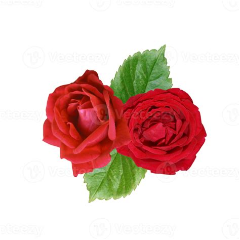 Red Rose Bouquet Flower 21168856 Png