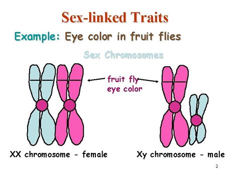 Sexlinked Traits Traits Genes Located On The Sex