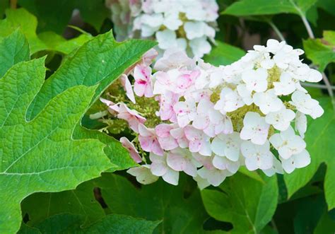 How To Grow Oakleaf Hydrangea From Cuttings With Easy Steps