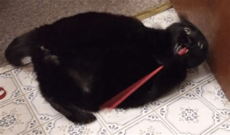 Cat Gets Fucking Impaled Through The Bottom Of The Head Rpeoplefuckingdying