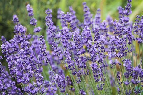 Planter De La Lavande En Pleine Terre