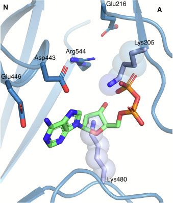 The Na K Atpase In Complex With Beryllium Fluoride Mimics An Atpase