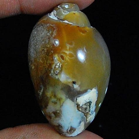 Natural Rare Fossil Snail Druzy Agate Fancy Loose Gemstone Etsy Hong Kong