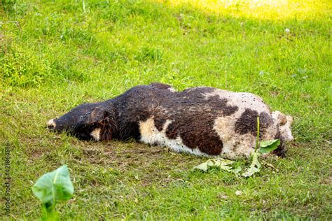 Fotka „the Death Of Cattle A Dead Rotting Cow Lies In A Meadow