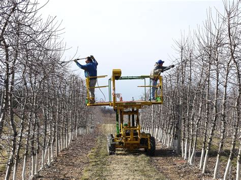 High Density Orchards Advance Apple Growing Mountain Horticultural