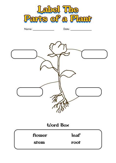 Free Printable Parts Of A Plant Worksheets